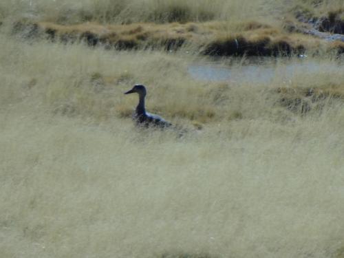 catamarca-rio-los-patos-1