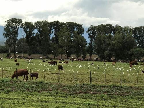 Potrero de las Tablas